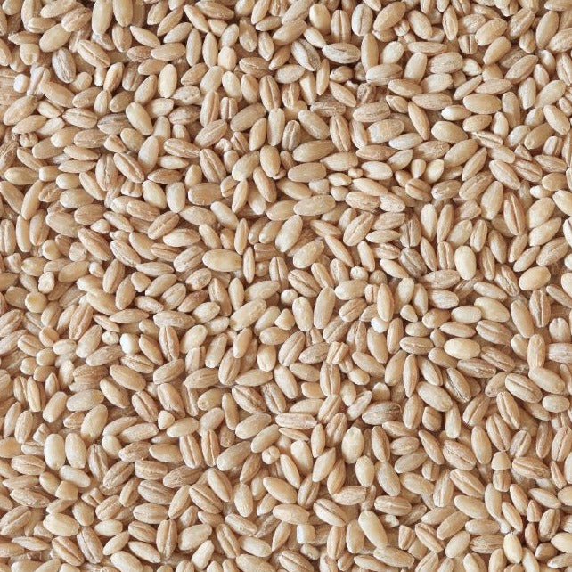 Barley (Organic)