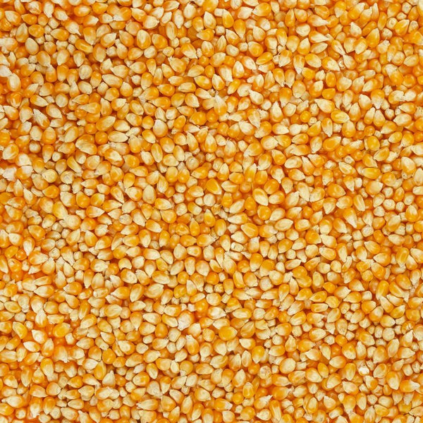 Organic bulk popping corn