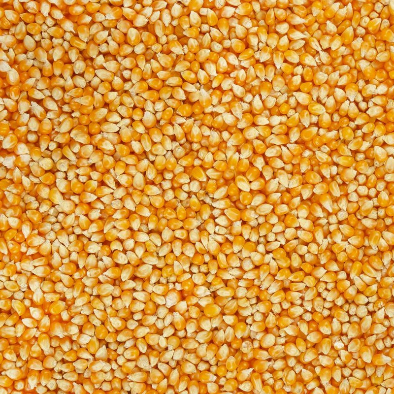 Organic bulk popping corn