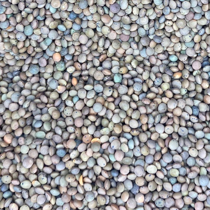 Organic bulk brown lentils